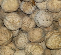 Walnut in Shell